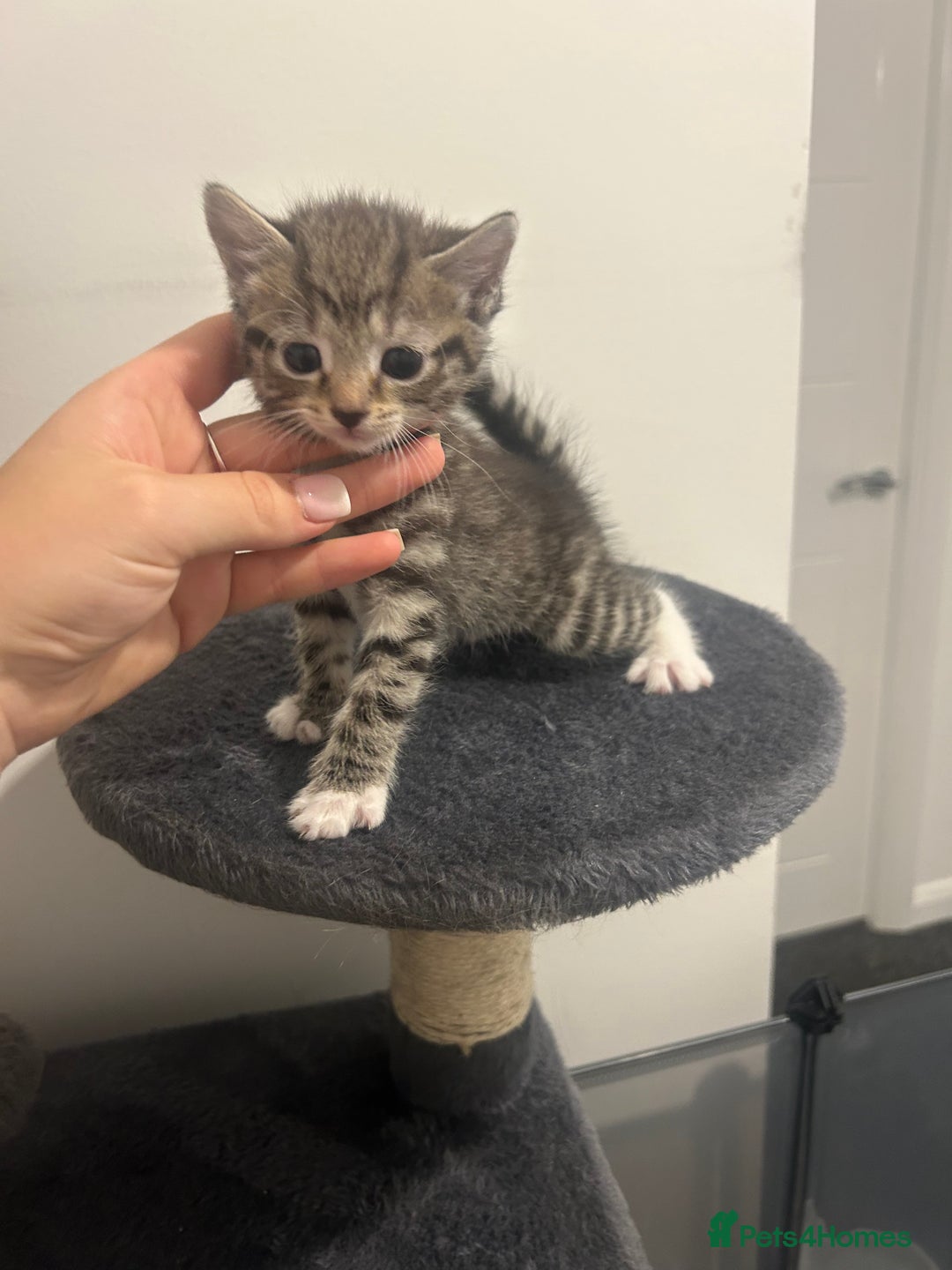 Bengal cats for sale: 7 bengal cross kittens  - Image 5