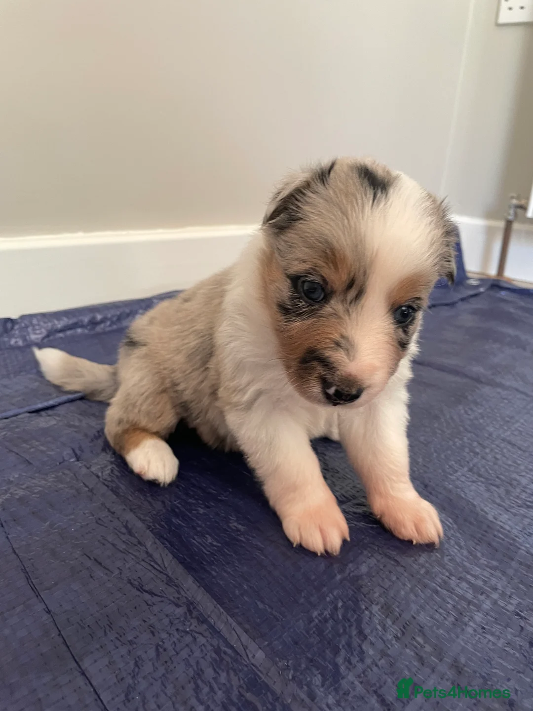 Australian Shepherd dogs for sale: Australian Shepherd Dogs  - Advert 2