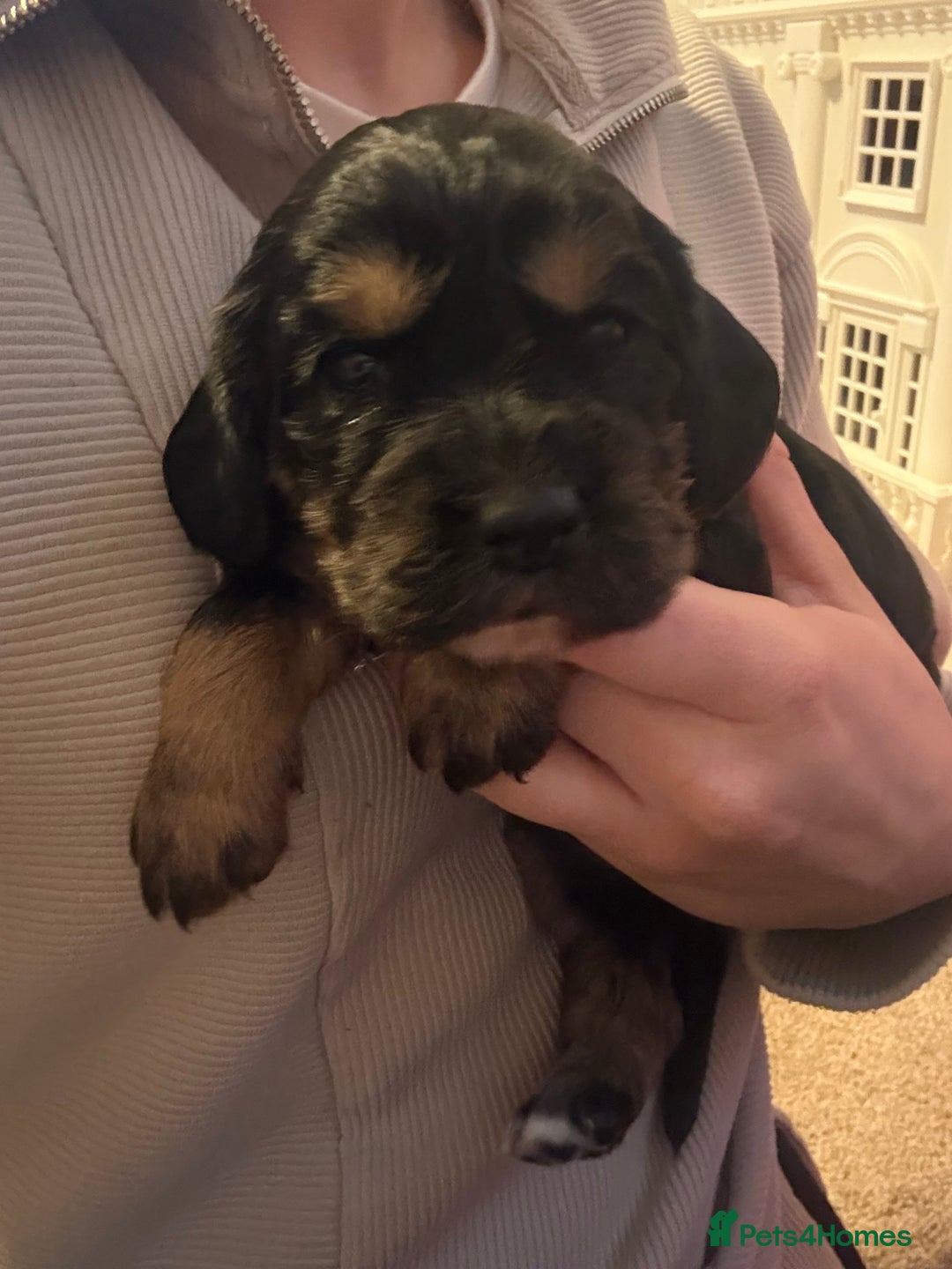 Cocker Spaniel dogs for sale: Working Cocker spaniel puppies  - Advert 7