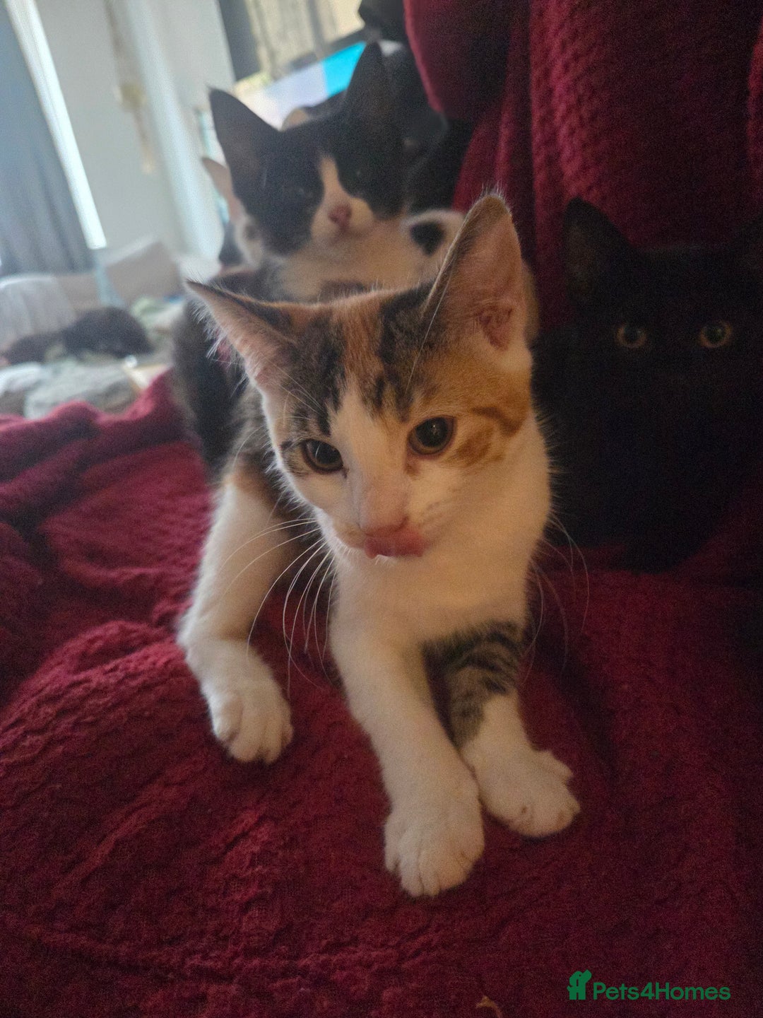 British Longhair cats for sale: 14 week old kittens  - Image 6