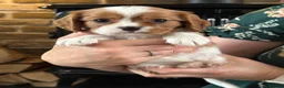 Cavalier King Charles Spaniel dogs for sale: Fully Health Tested Blenheim CKCS Puppies - Advert 26