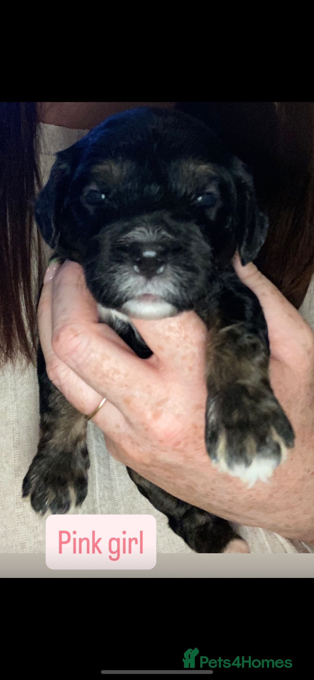 Cavapoo dogs for sale: Beautiful F1 cavapoos phantom 3 girls left 💜💖❤️ - Image 23