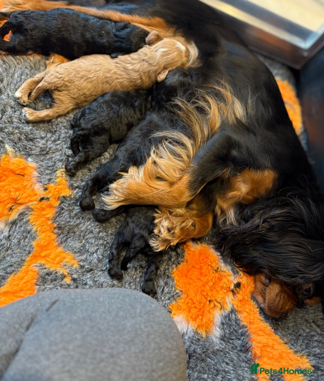 Cavapoo dogs for sale: Teddy Bear Cavapoo READY NOW - Advert 6