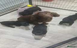 Cocker Spaniel dogs for sale: Working cocker spaniels - Advert 1