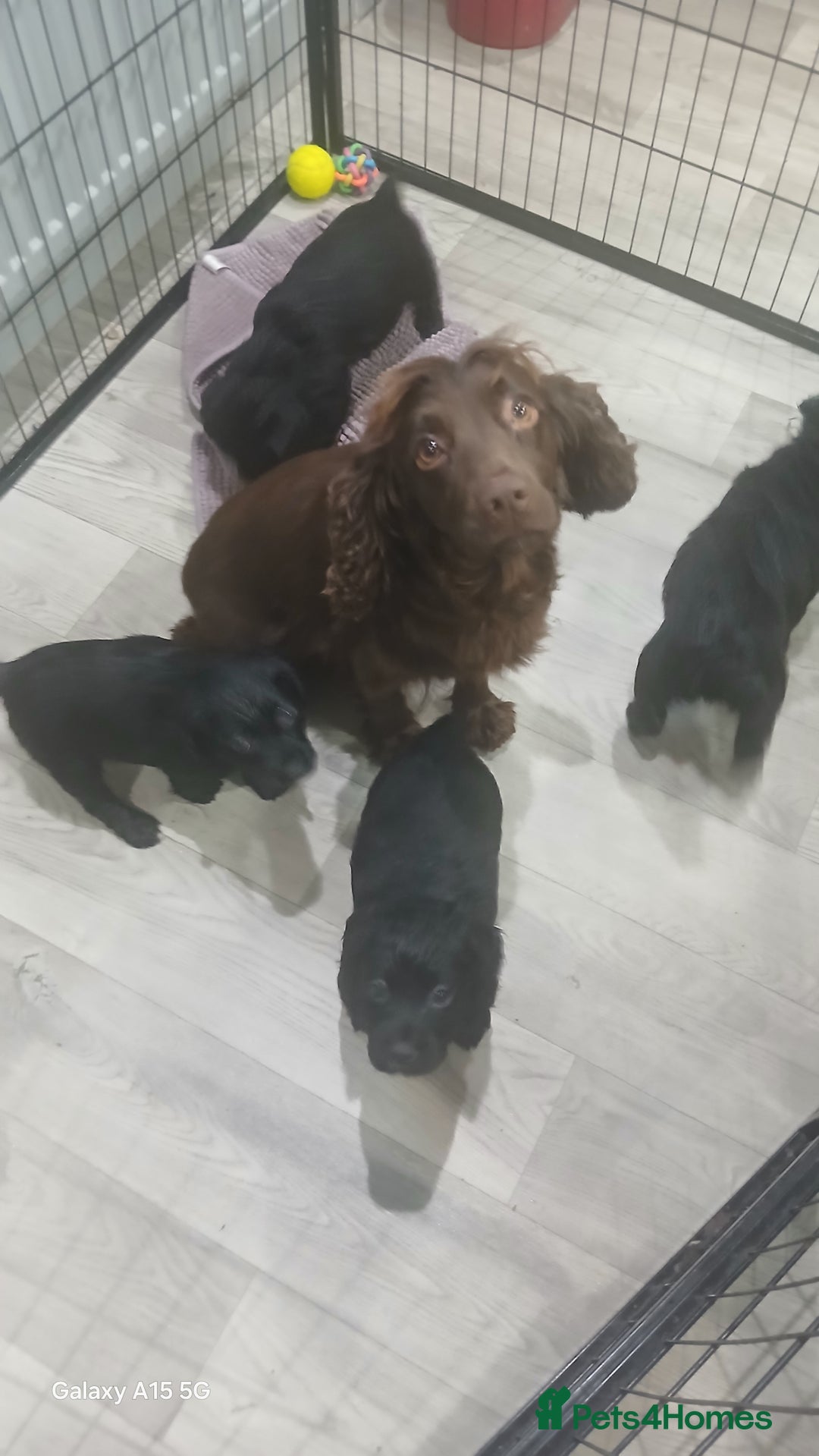 Cocker Spaniel dogs for sale: Working cocker spaniels - Advert 1