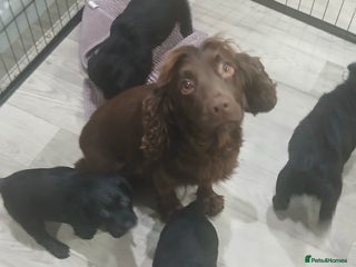 Cocker Spaniel dogs Working cocker spaniels - Advert 7
