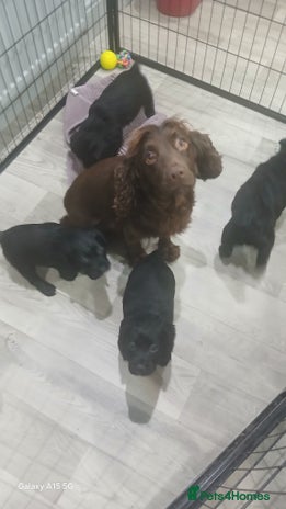 Cocker Spaniel dogs Working cocker spaniels - Advert 1