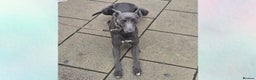 Whippet dogs for stud: Proven KC registered blue whippet for stud in Doncaster - Advert 5