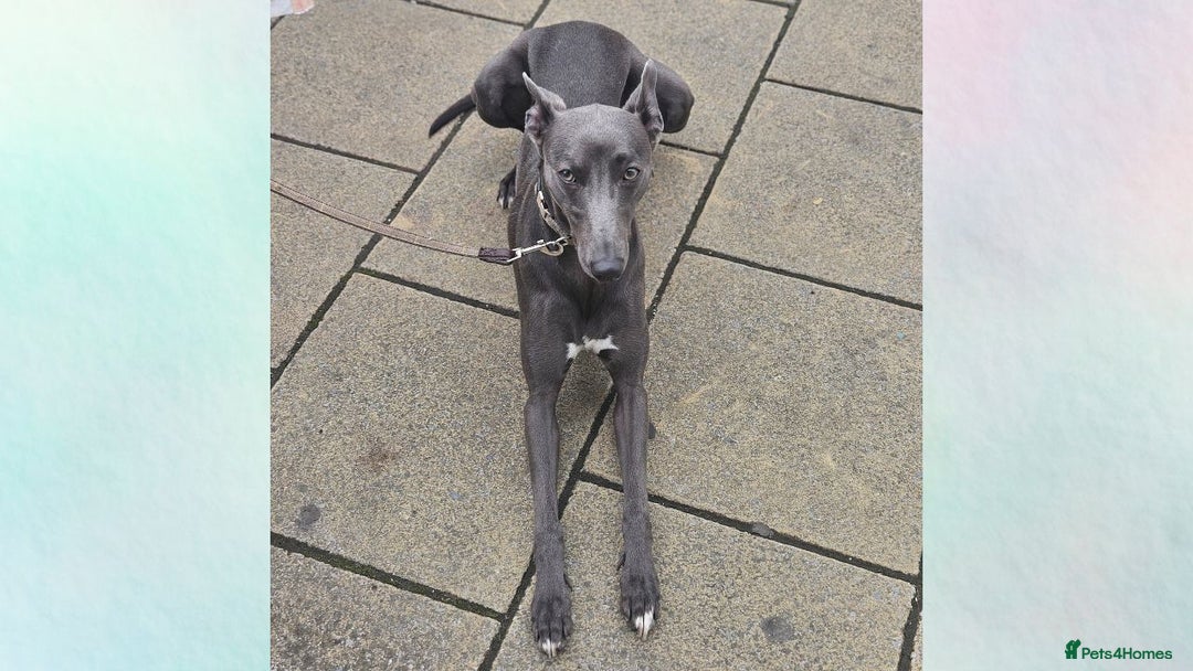 Whippet dogs for stud: Proven KC registered blue whippet for stud in Doncaster - Image 6