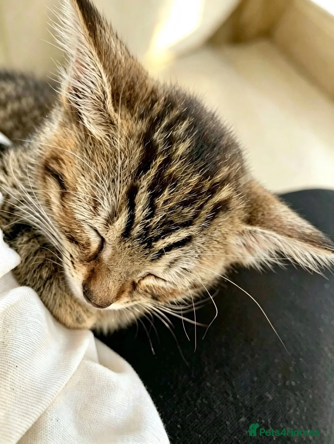 Domestic Shorthair cats for sale: Kitten in Birmingham - Advert 4