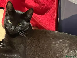 Mixed Breed cats Mytzy, a verry nice and triky girl 😊 in Wembley - Advert 2