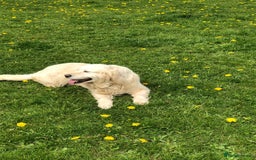 Golden Retriever dogs for sale: Old English cream golden retrievers  - Image 10