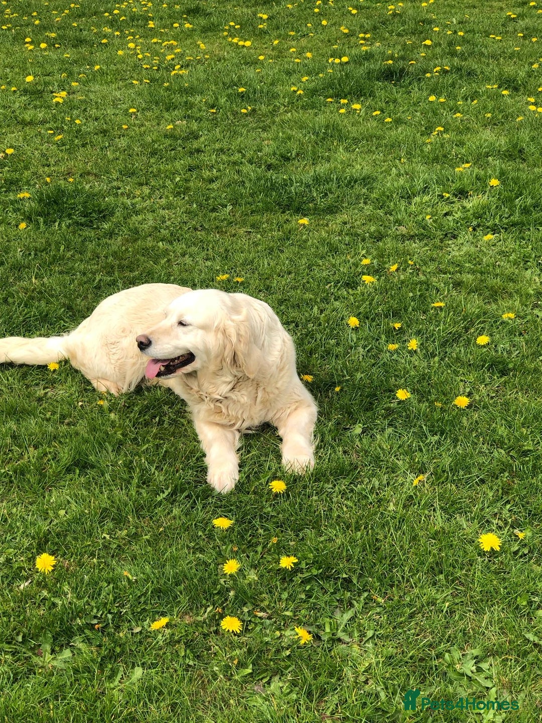 Golden Retriever dogs for sale: Old English cream golden retrievers  - Image 10