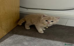 Ragdoll cats for sale: Persian x Ragdoll kittens - Image 4