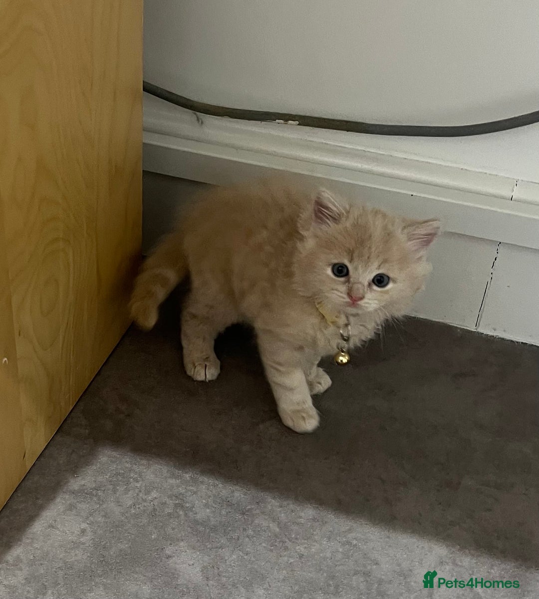 Ragdoll cats for sale: Persian x Ragdoll kittens - Image 4