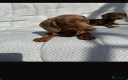 Miniature Dachshund dogs for sale: Mini dachshund puppies for sale !!!  - Image 2