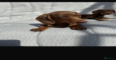 Miniature Dachshund dogs - Advert 4