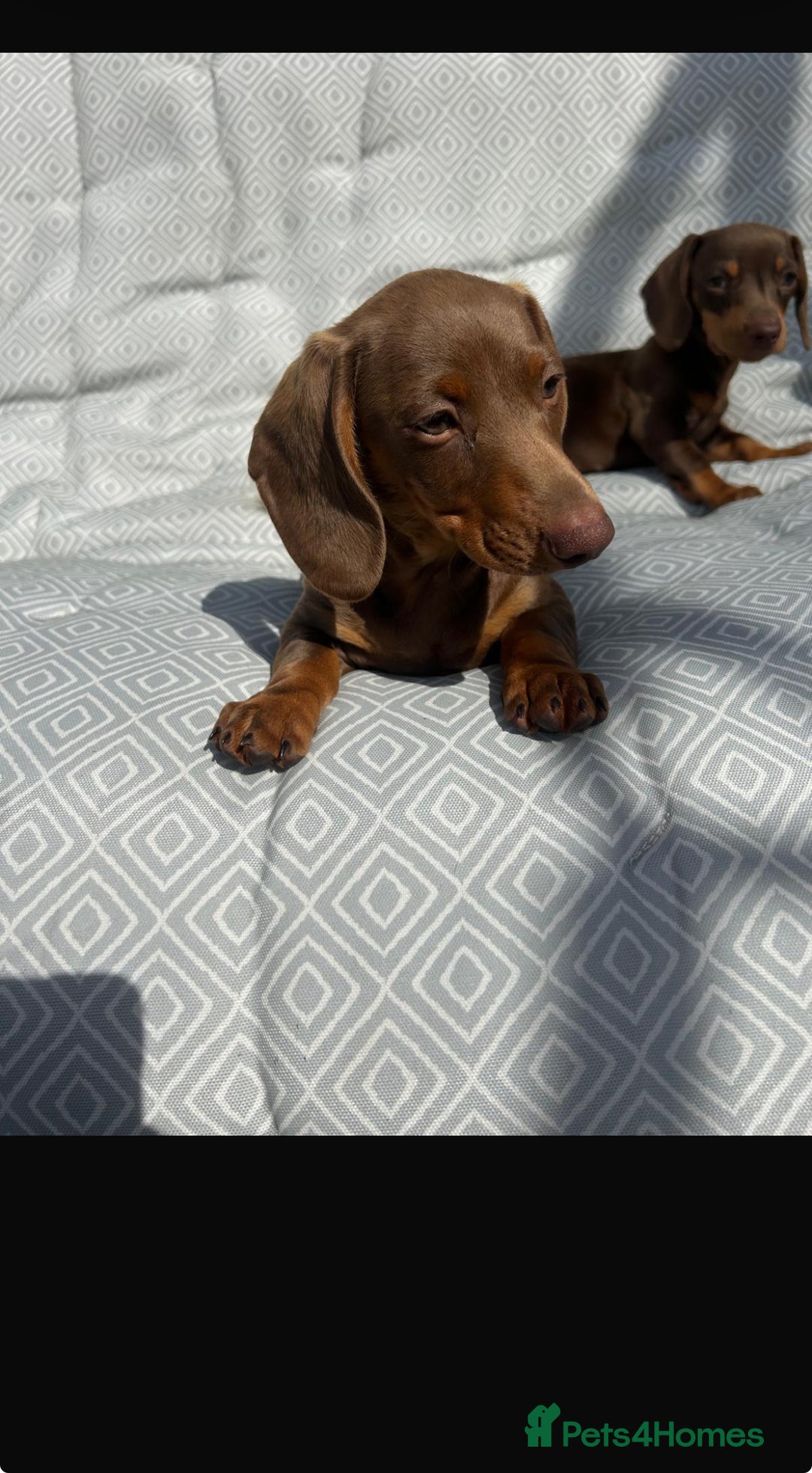 Miniature Dachshund dogs for sale: Mini dachshund puppies for sale !!!  - Image 2