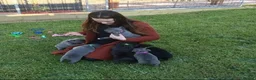 Staffordshire Bull Terrier dogs for sale: Excellent Home Raised Staffy’s Pups Ready  in Liverpool - Advert 5