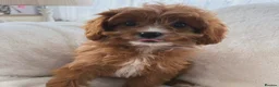 Cavapoo dogs for sale: Cavapoobabiesuk litter has arrived - Advert 2