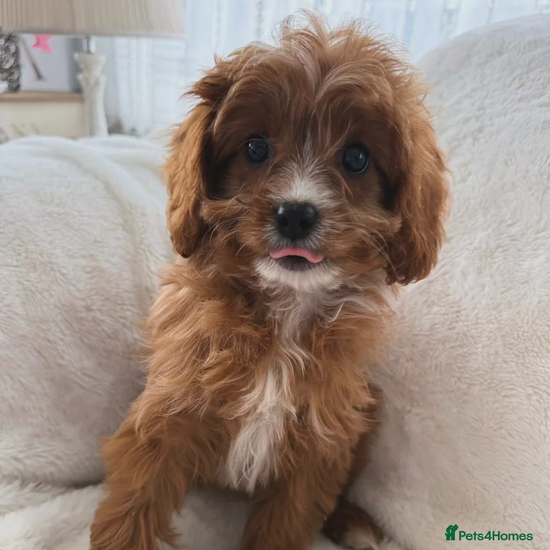 Cavapoo dogs for sale: Cavapoobabiesuk litter has arrived - Advert 2
