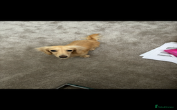 Miniature Dachshund dogs for sale: 2 Beautiful cream dachshunds  - Image 8