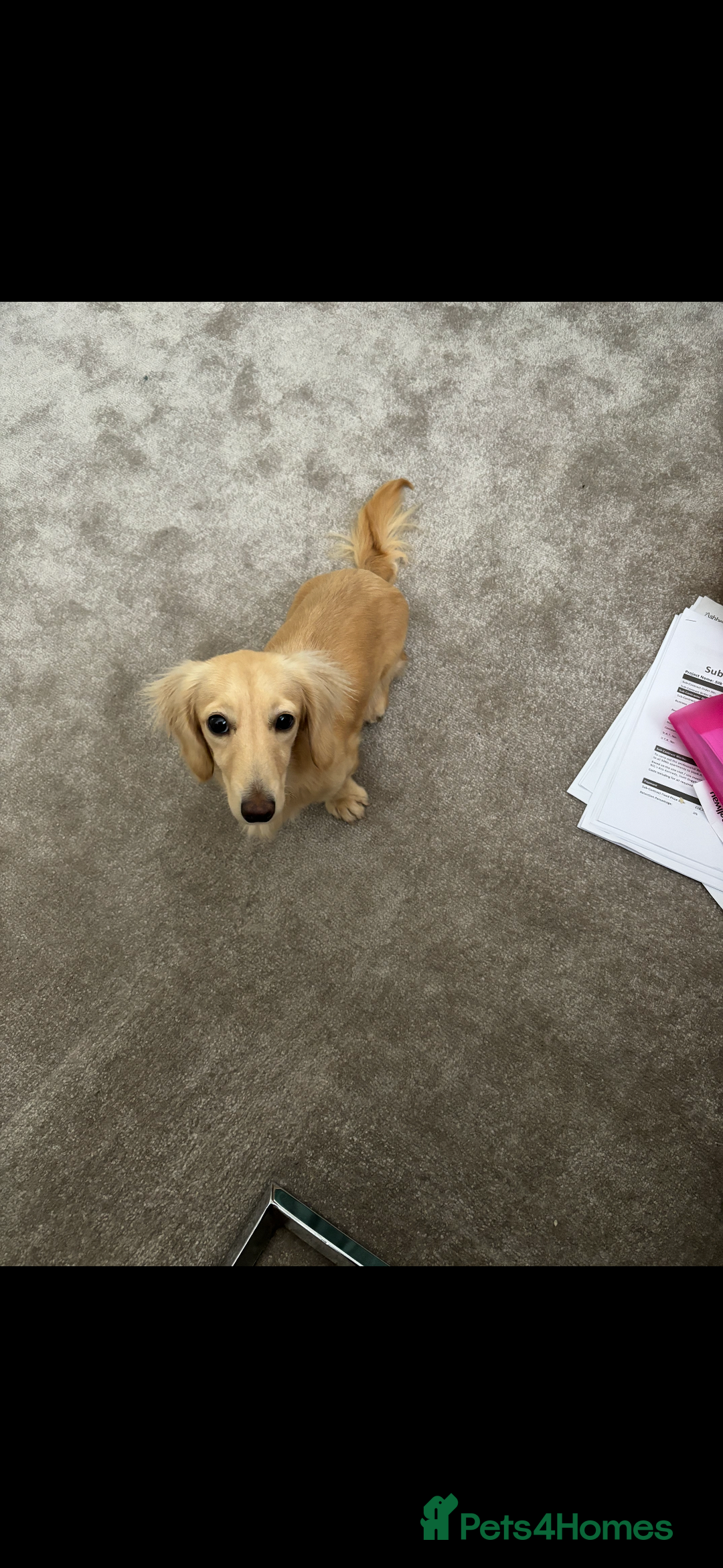 Miniature Dachshund dogs for sale: 2 Beautiful cream dachshunds  - Image 8