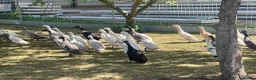 Ducks poultry for sale: Indian runner ducks - Advert 6