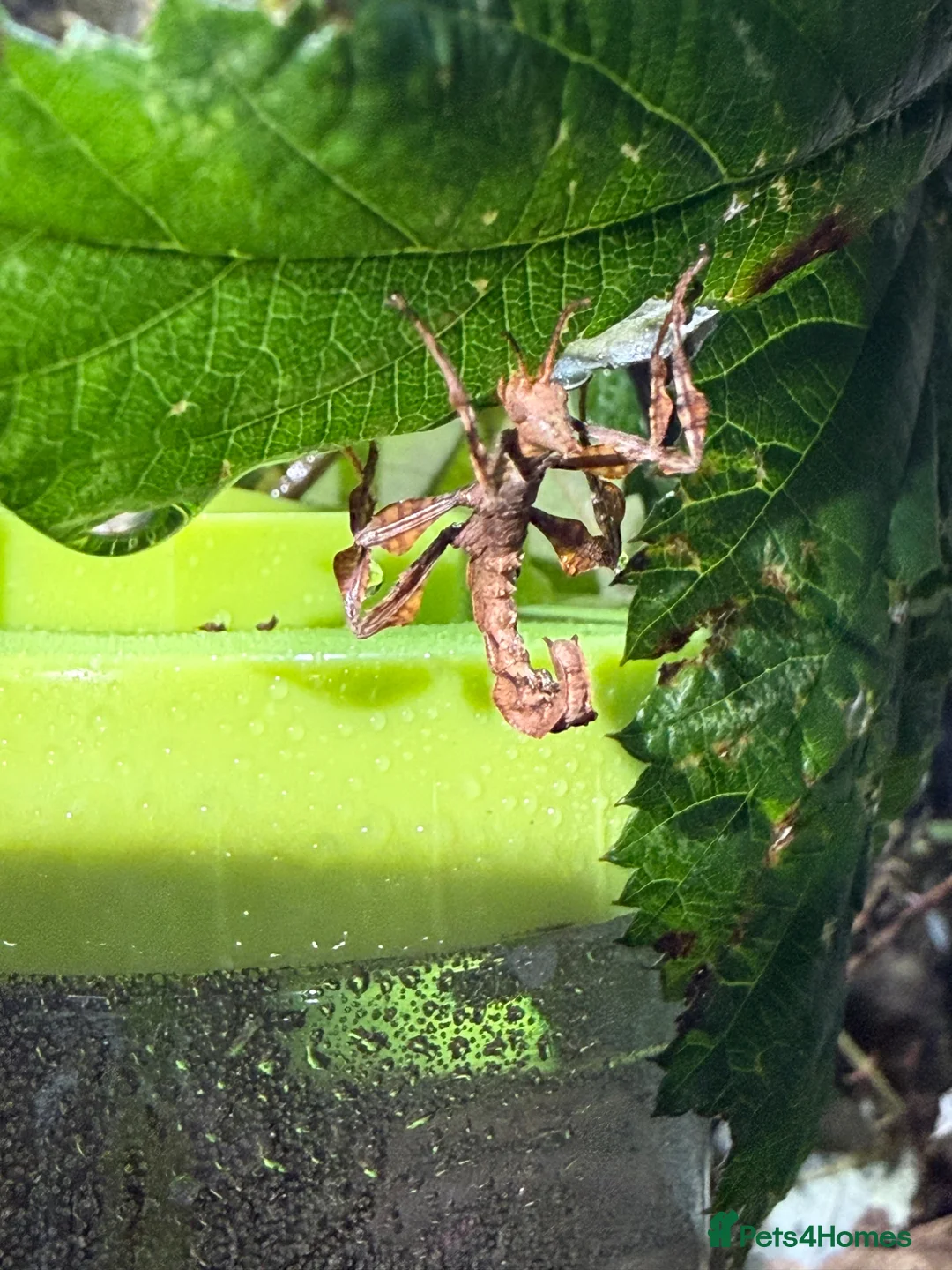 Stick Insects invertebrates for sale: Mixed age and gender spiny leaf insects - Advert 2