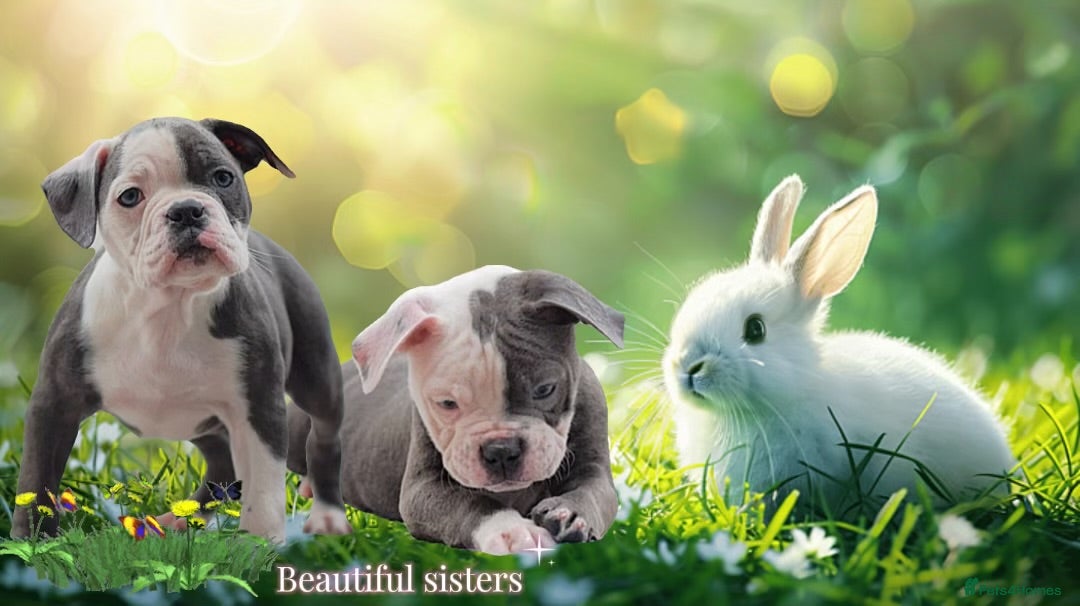 Old Tyme Bulldog dogs 23 years 5⭐️Rated Licensed professionals  - Advert 8