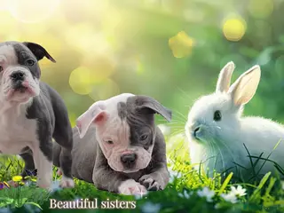 Old Tyme Bulldog dogs 23 years 5⭐️Rated Licensed professionals - Advert 8