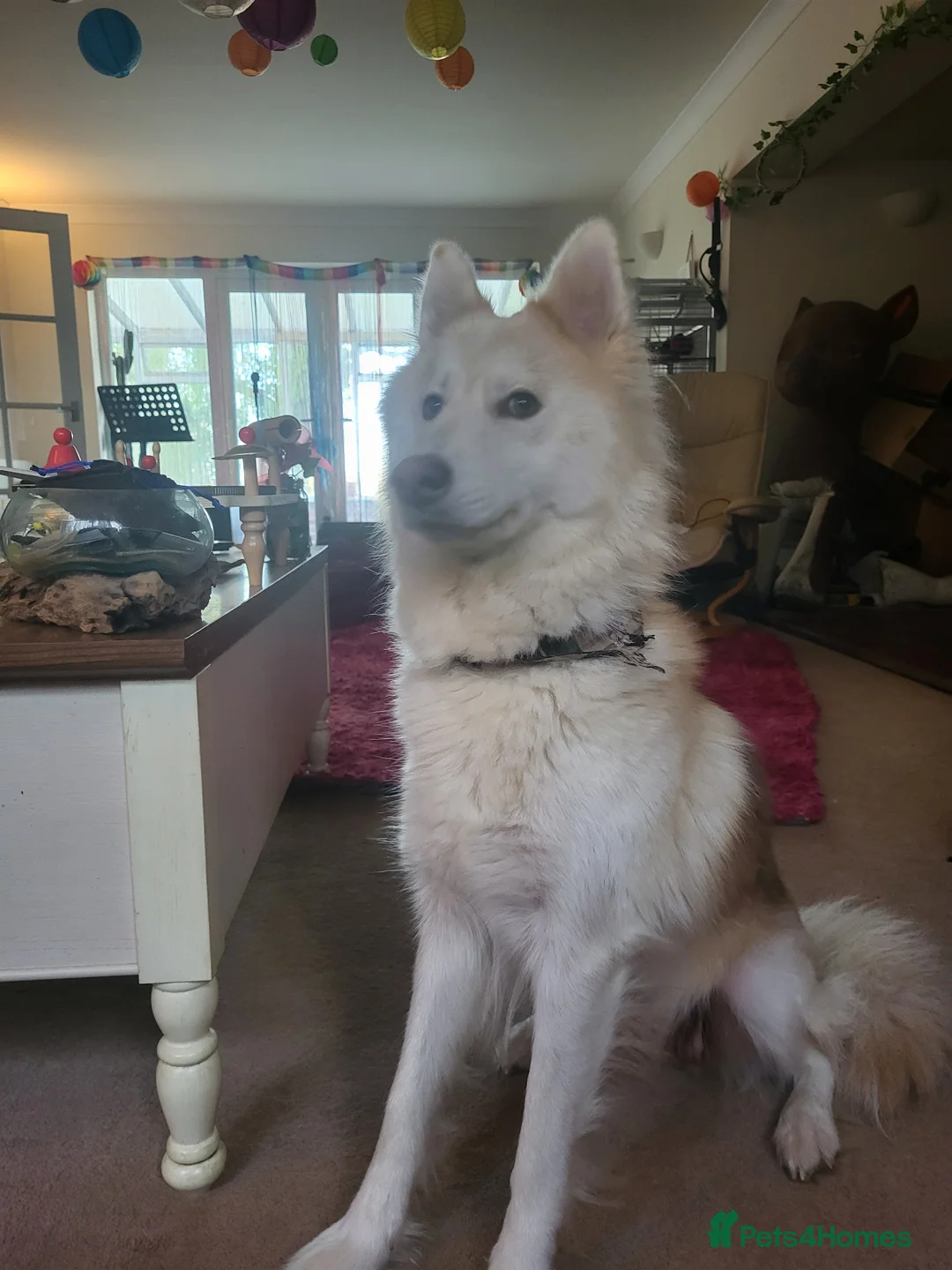 Utonagan dogs for sale: Dakota! Stunning Utonagan. - Advert 7