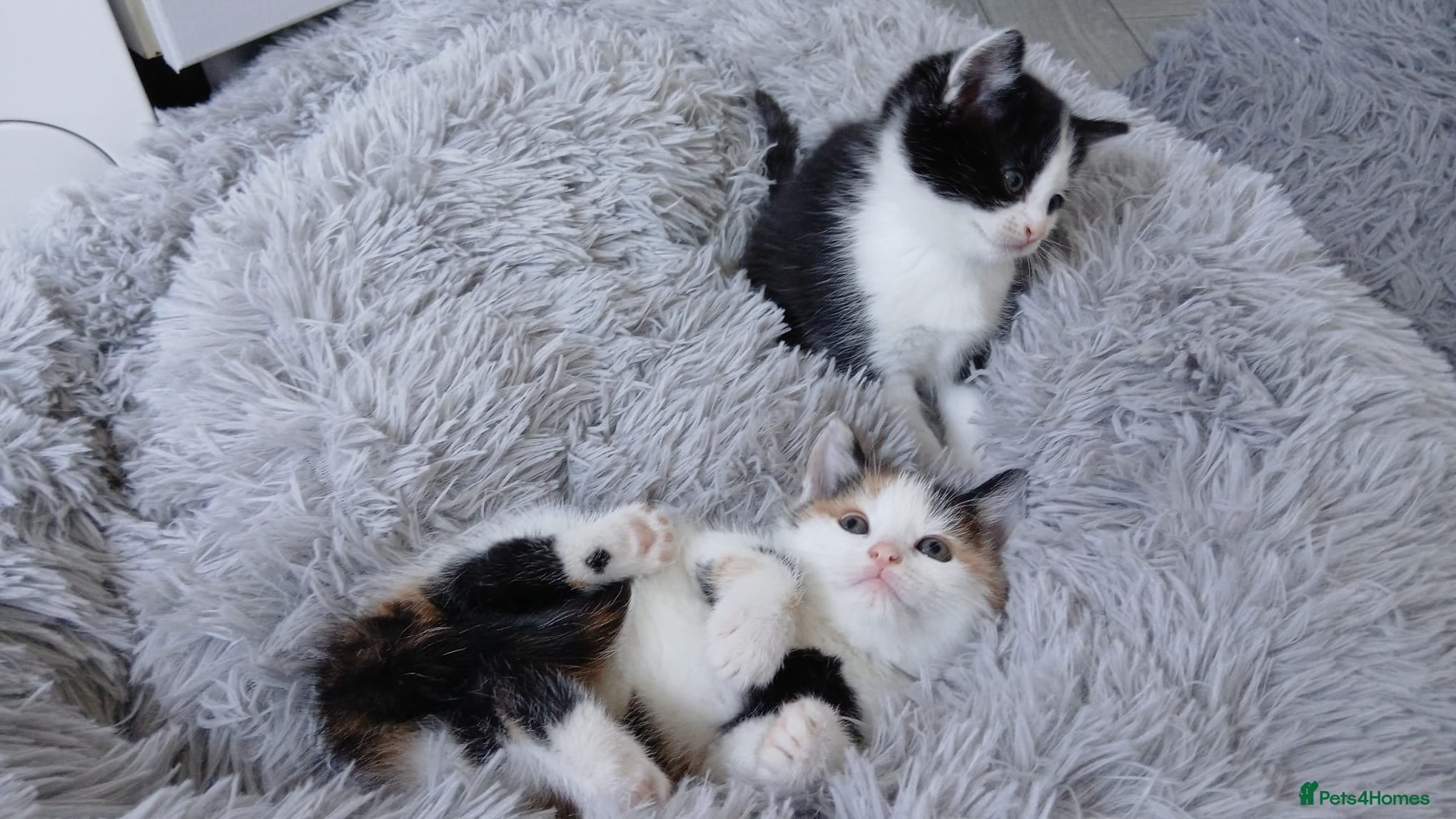 Mixed Breed cats for sale: 4 beautiful kittens ready for new homes. - Advert 12
