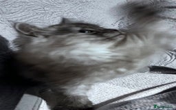 Siberian cats for sale: Siberian Kittens - Image 9