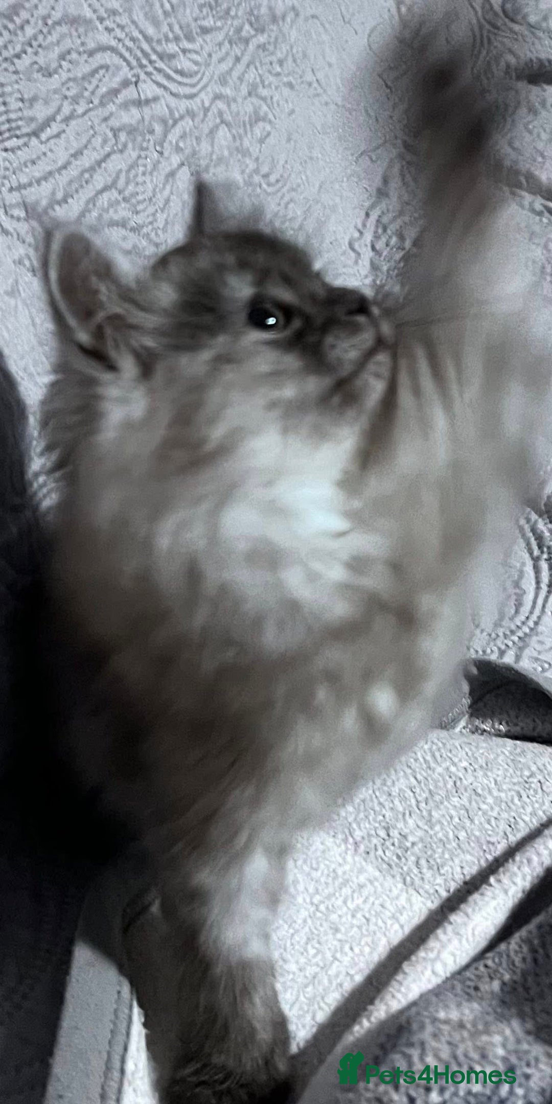 Siberian cats for sale: Siberian Kittens - Image 9