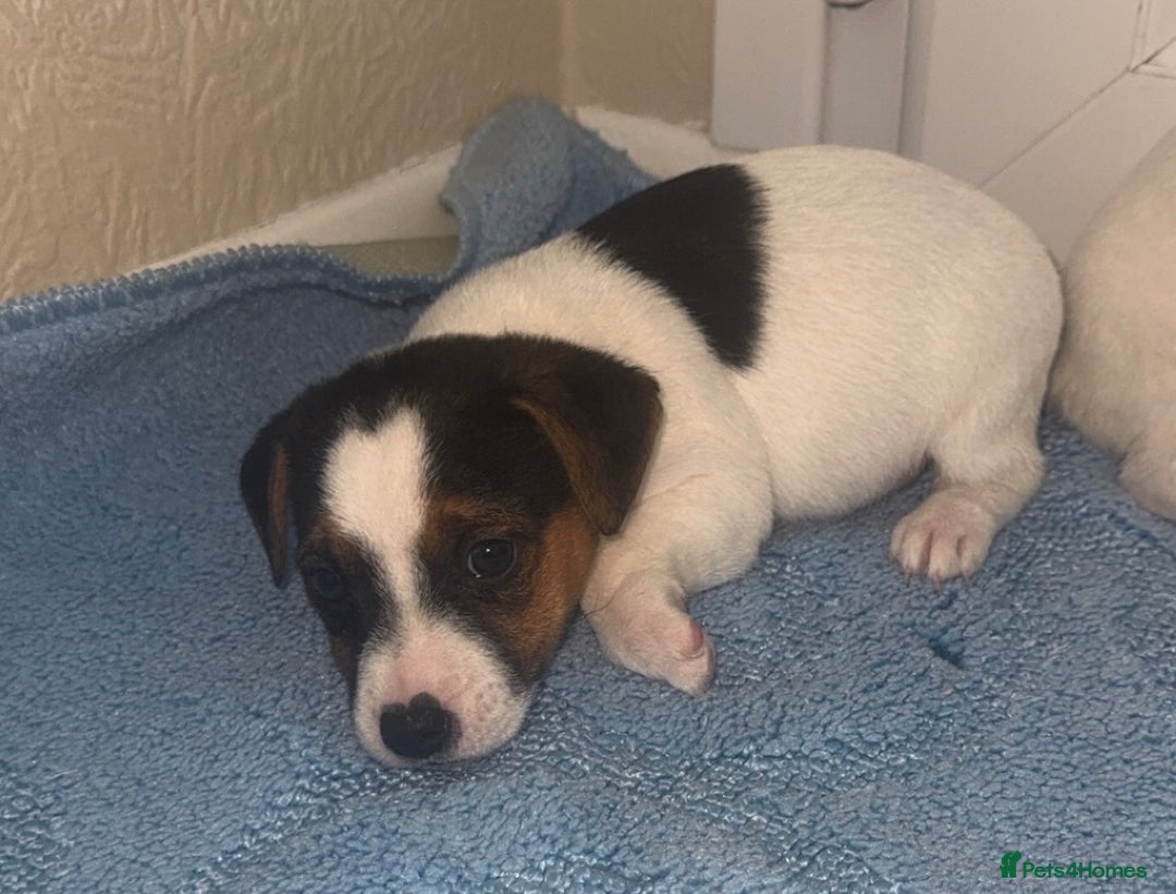 Jack Russell dogs for sale: Minituare short haired jack Russell’s ready now - Advert 11