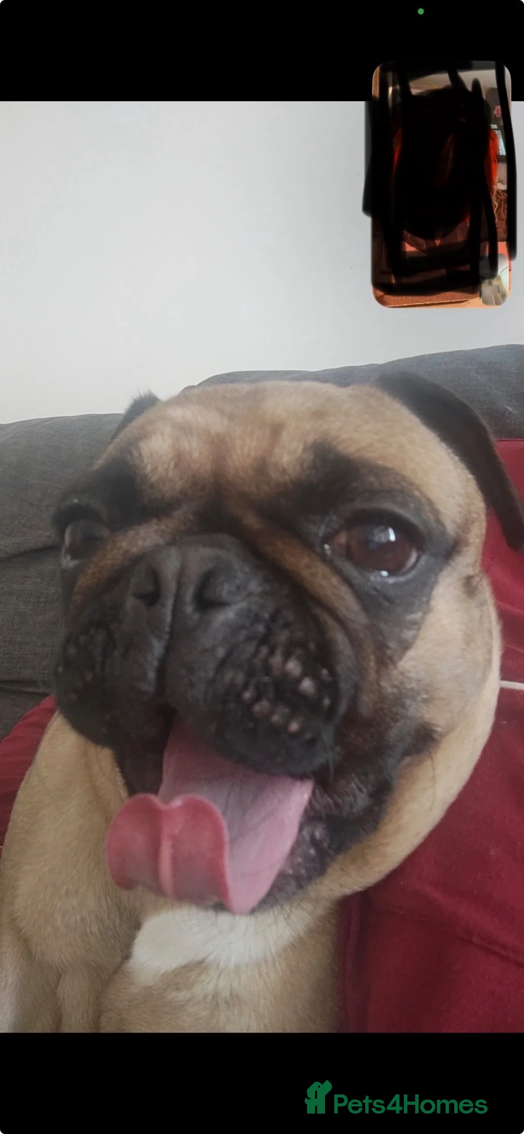 Frug dogs for sale: Beautiful girl . - Advert 2