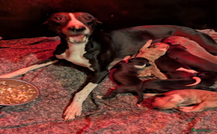 Whippet dogs - Advert 1