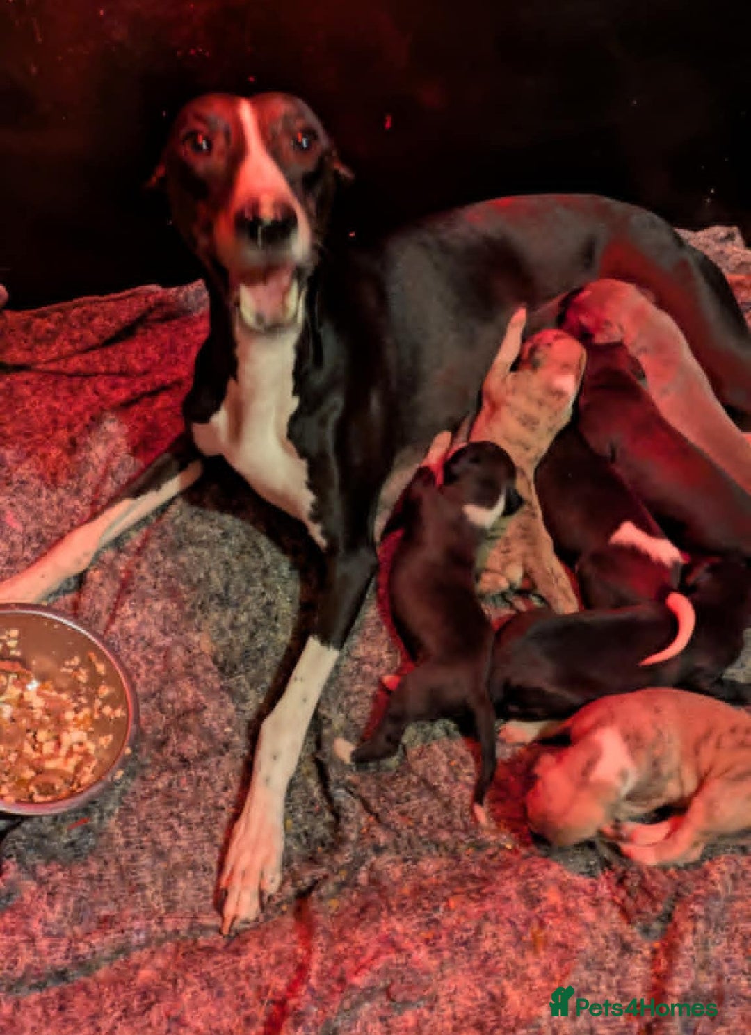 Whippet dogs for sale: Whippet puppies - Image 1
