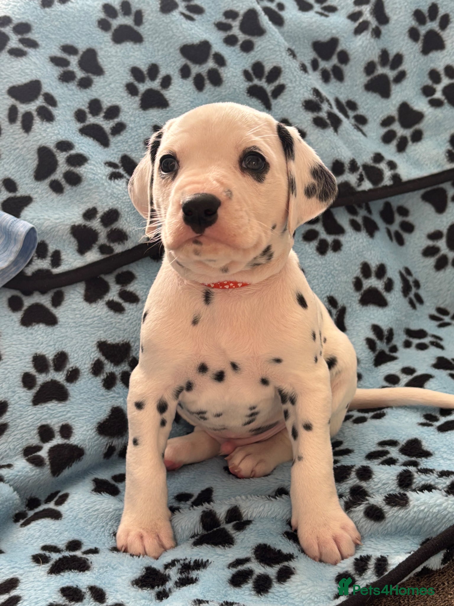 Dalmatian dogs KEEKEEDAL BOYS. Est 14yrs.  - Advert 2