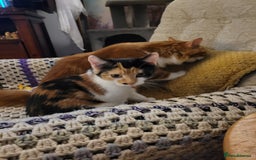 Mixed Breed cats for sale: Bonded pair of Kittens (vaccinated) - Image 3