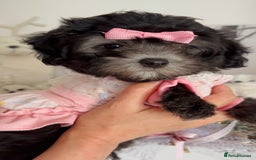Maltipoo dogs for sale: 🩵Last Top Quality Rare Korean/Asian F1 Maltipoo🩵 in Bathgate - Image 7