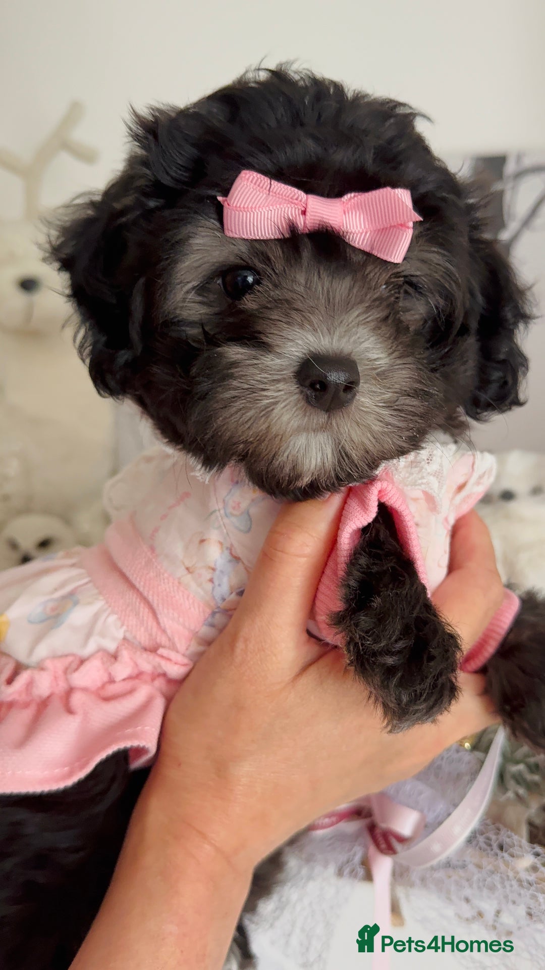 Maltipoo dogs for sale: 🩵Last Top Quality Rare Korean/Asian F1 Maltipoo🩵 in Bathgate - Image 7