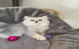British Longhair cats for sale: British Longhair CH Pedigree Silvers  in Bournemouth - Image 10