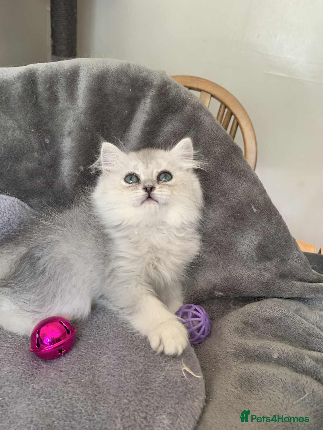 British Longhair cats for sale: British Longhair CH Pedigree Silvers  in Bournemouth - Image 10