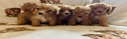 Cockapoo dogs for sale: F1 health clear cockapoo puppies  - Advert 9