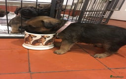 Border Terrier dogs for sale: Adorable Border terrier puppies  - Advert 5