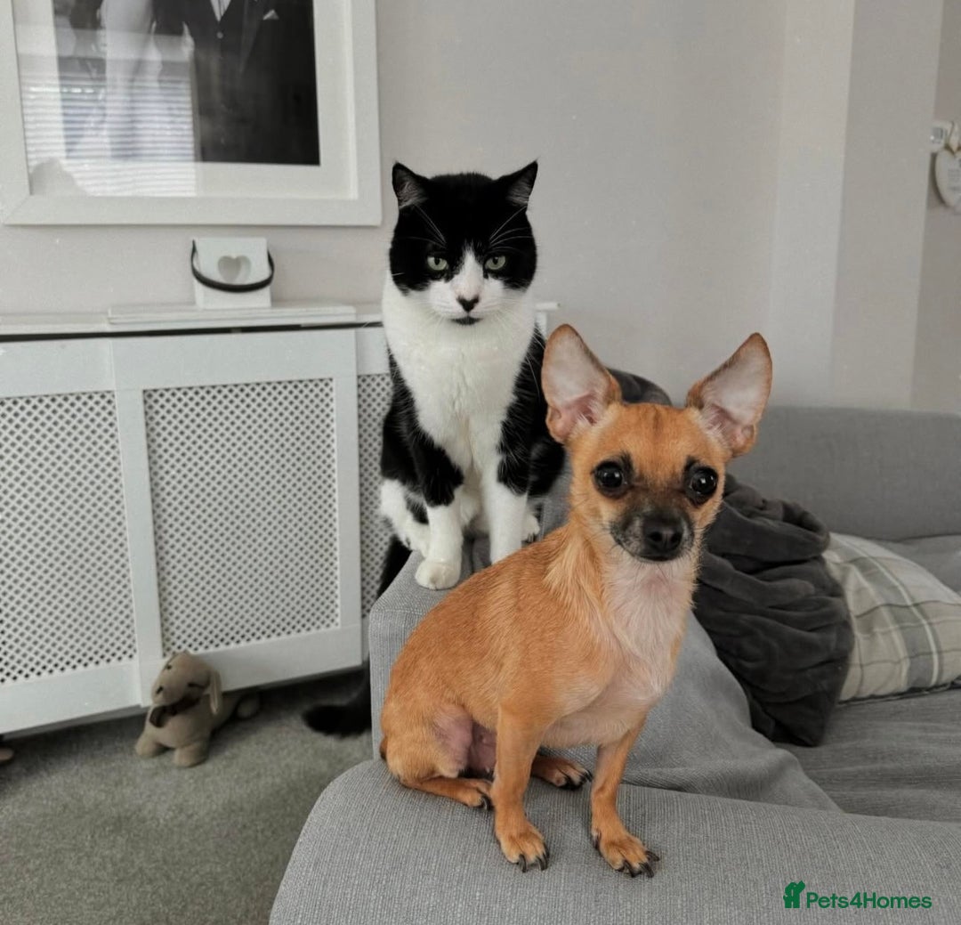 Chihuahua dogs for sale: Bagel is looking for her forever home ❤️ in Leicester - Image 13
