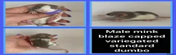 Rat rodents for sale: Adorable Baby Rats for Sale xx - Advert 5