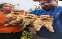 Pomeranian dogs for sale: Cute fluffy Pomeranian Puppies! (Read description) - Image 6